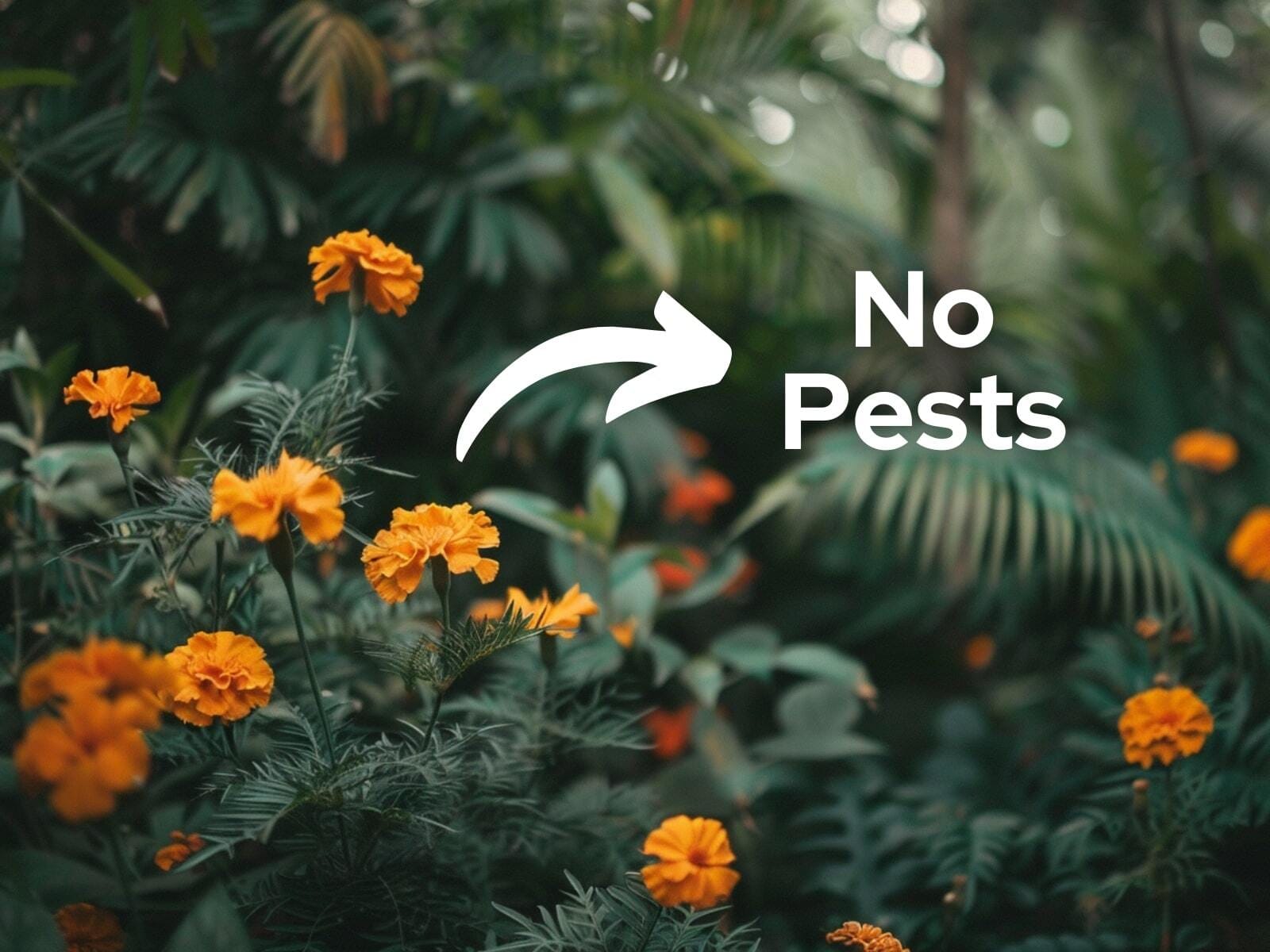 A garden filled with marigolds acting as natural pest deterrants