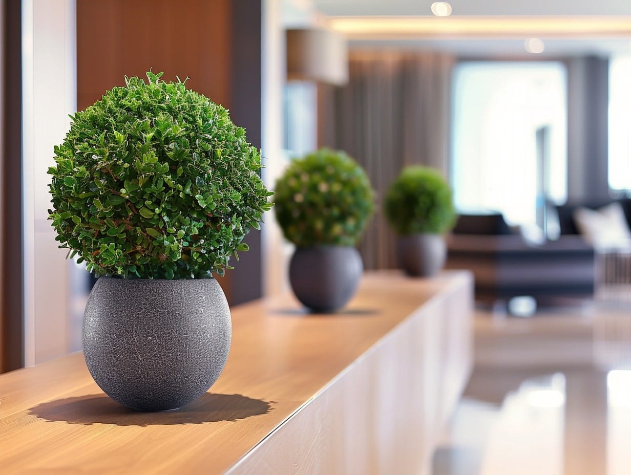 Shaped topiaries in small pots