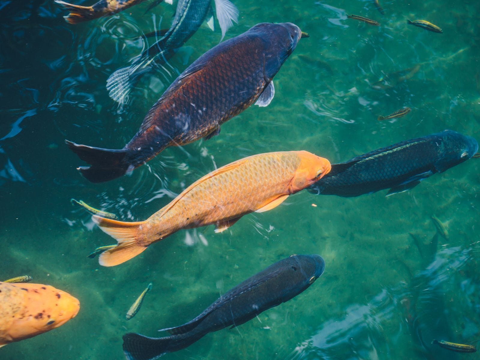 Different types of fish in a water tank