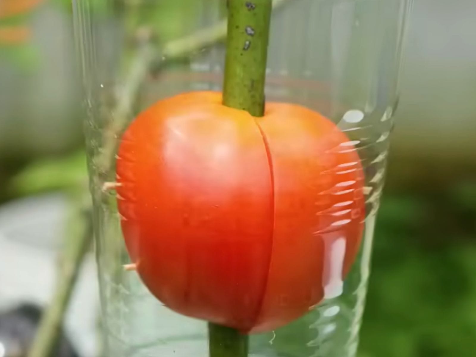 air layering a rose stem using tomatoes