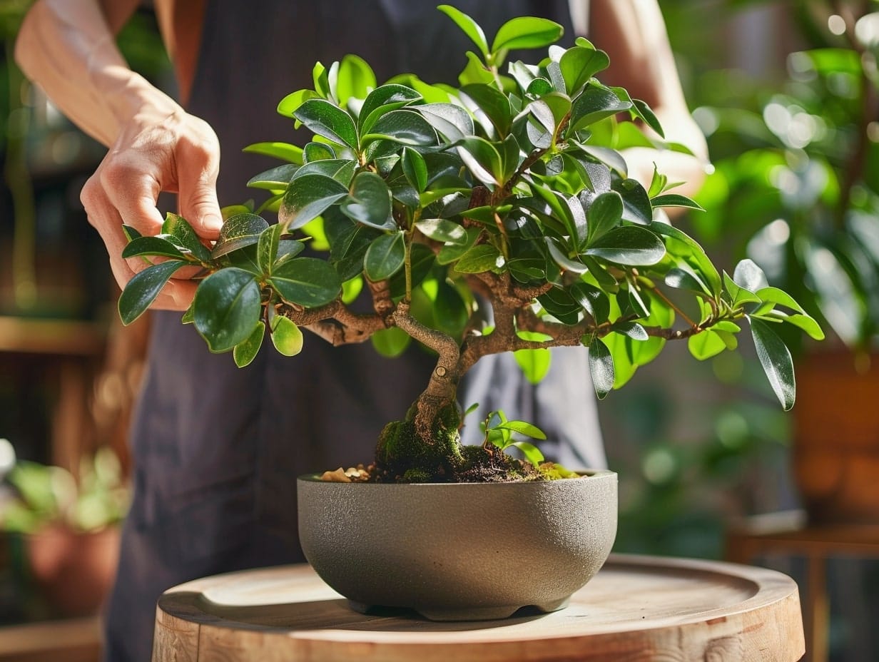 a man caring for a bonsai tree