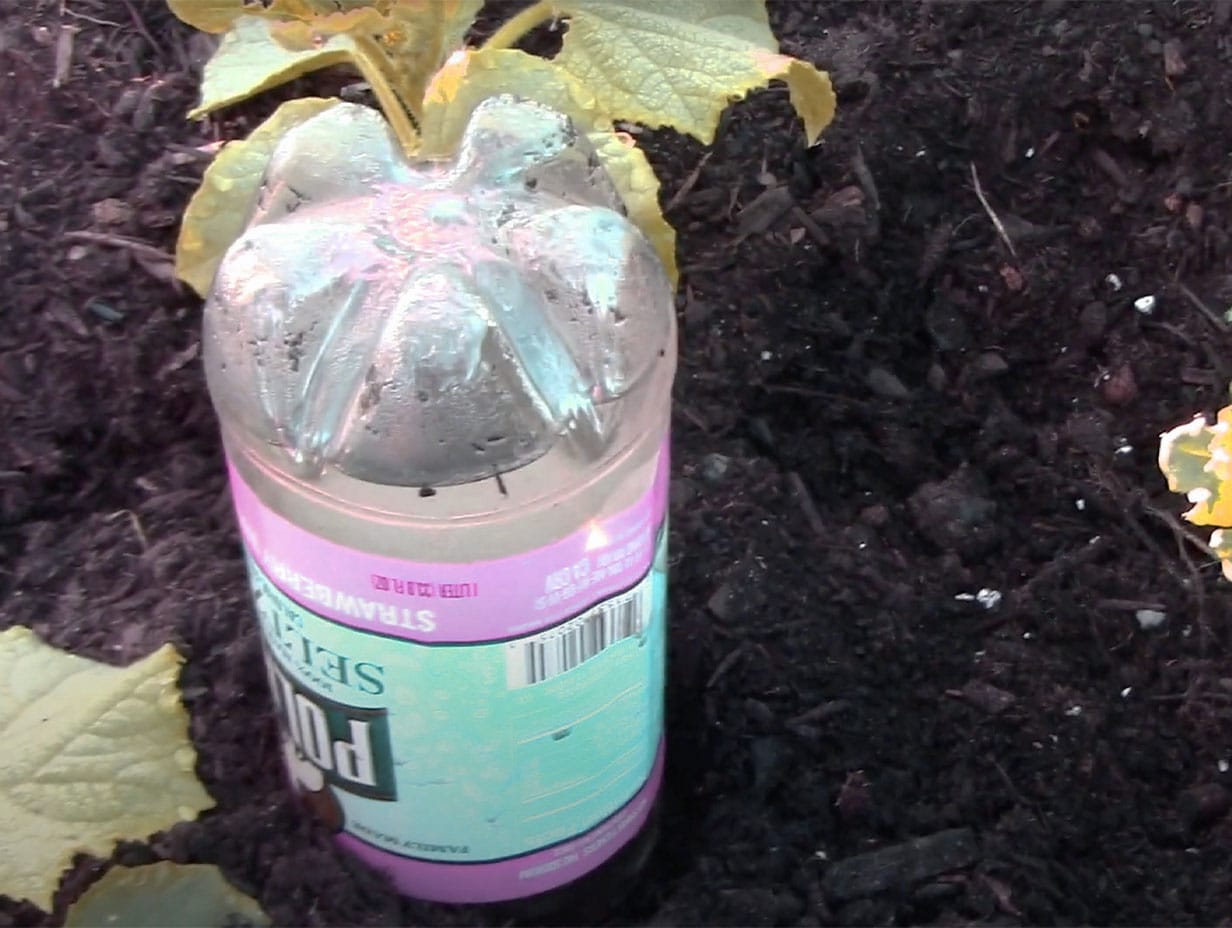 water bottle used for self watering