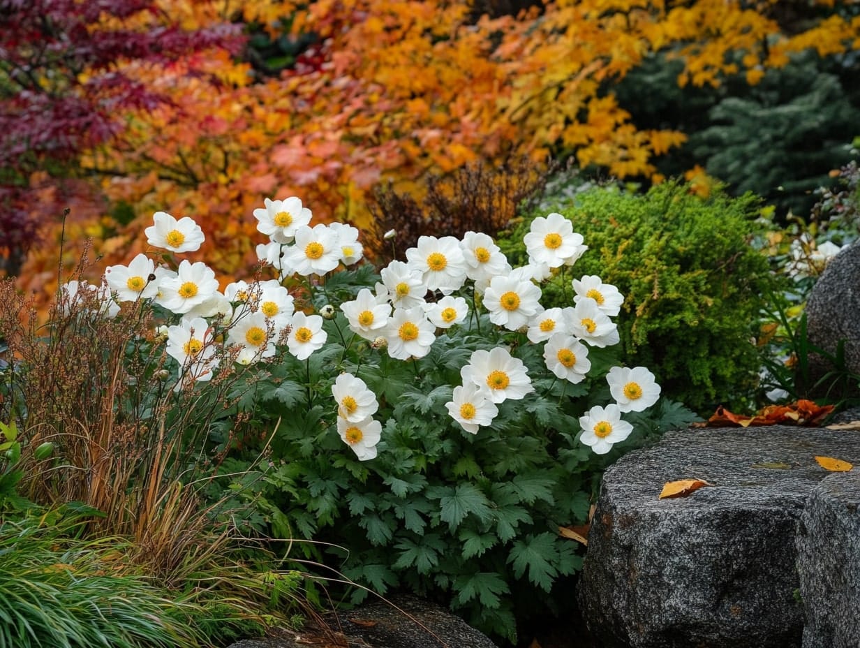 japanese anemones in a garden