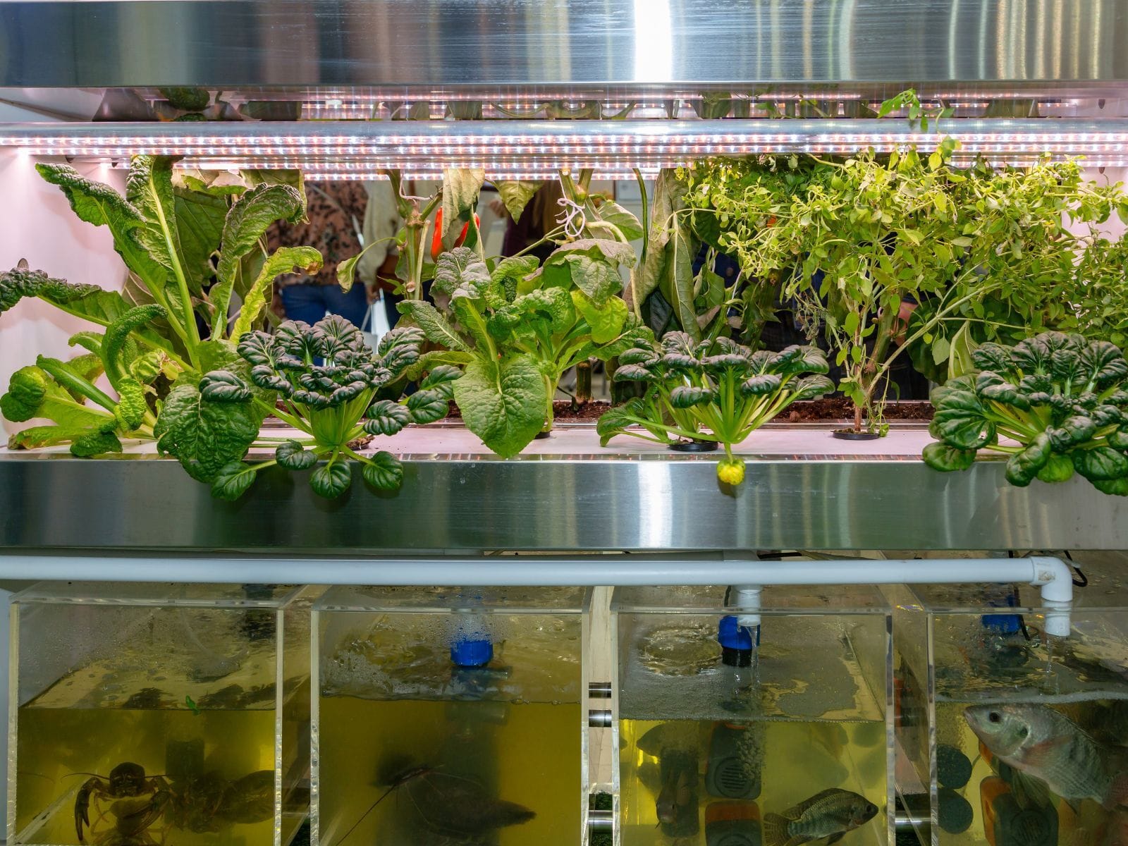 An aquaponics setup comprising plants and fish