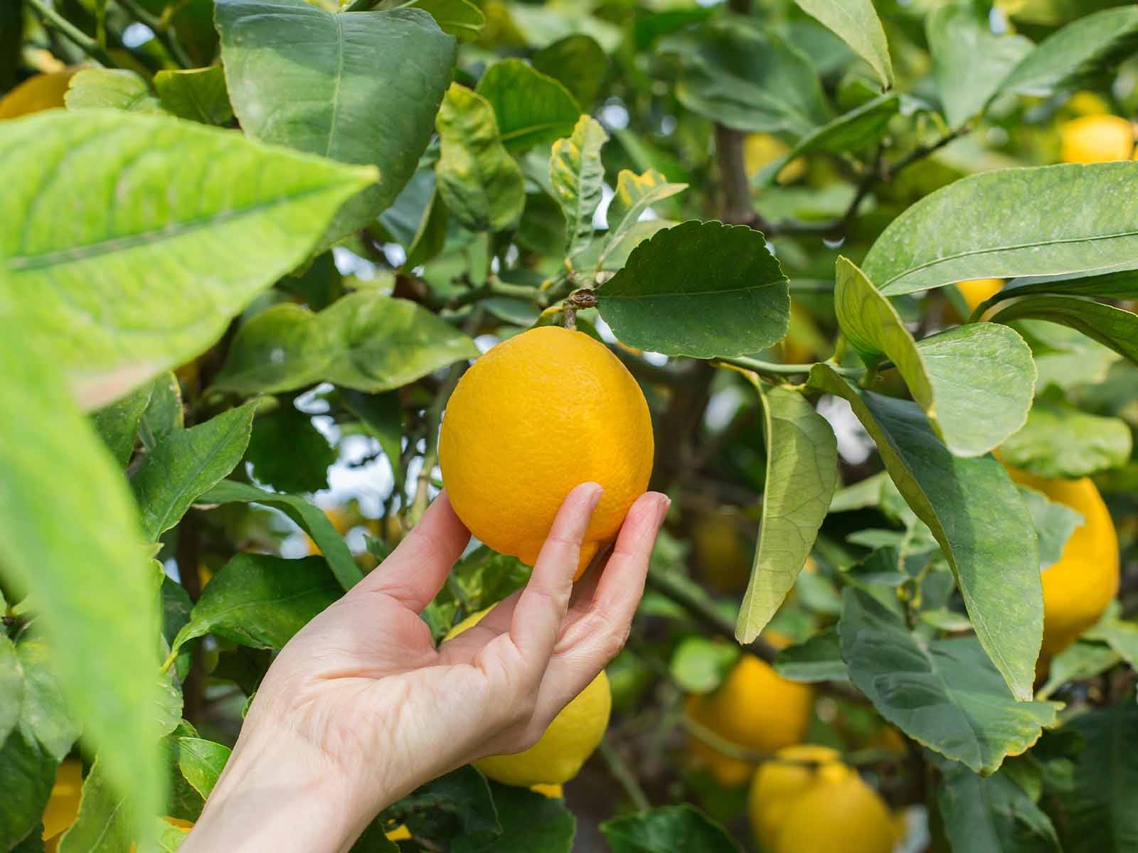 grow your own lemon tree